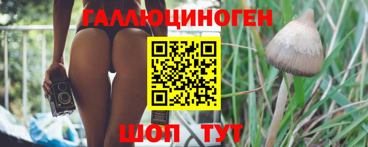 Сунжа  Галлюциногенные грибы MAGIC MUSHROOMS  Вход с VPN 